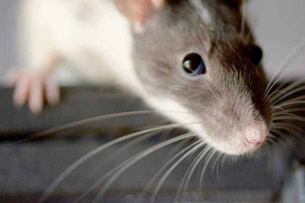 istock Domesticated hooded grey and white rat portrait. 1159697531