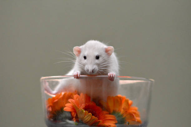 istock Domesticated tan and white rat in a clear glass bowl 1159697584