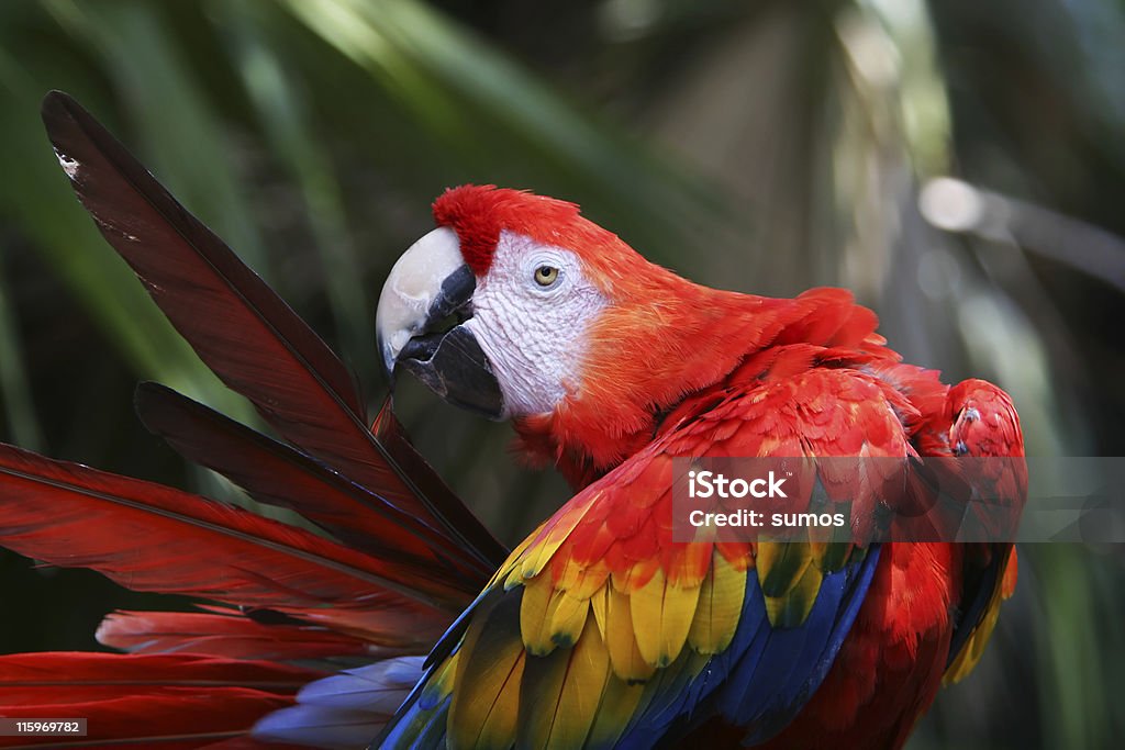 red parrot - Foto de stock de Aire libre libre de derechos