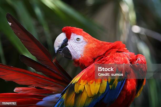 Red Parrot Foto de stock y más banco de imágenes de Aire libre - Aire libre, Ala de animal, Animal