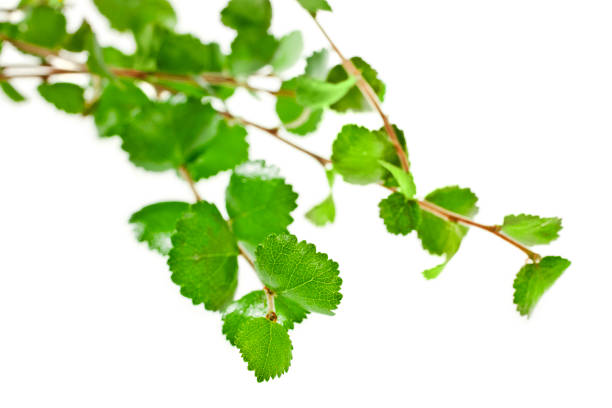 istock Young leaves of dwarf birch (Betula nana) 1159698379