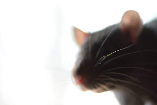 istock Abstract out-of-focus dark brown rat. 1159699027