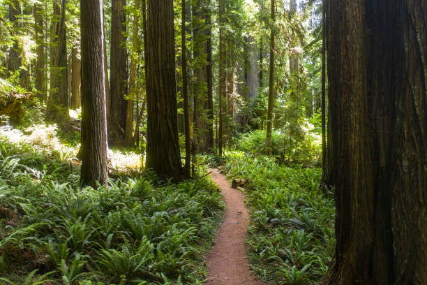 istock Trail Through Redwood National Park 1159699205