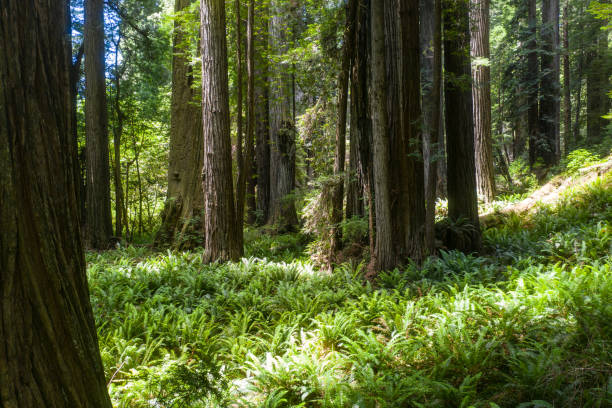 istock Redwood Forest in Northern California 1159699776