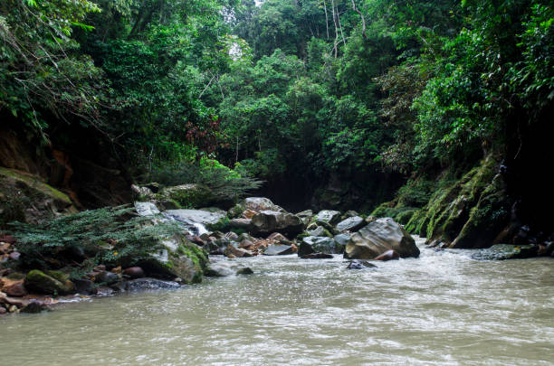 istock jungle trees green peru river waterfalls 1159702854
