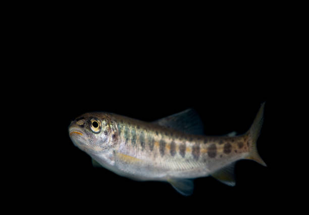 Trout as a invasive species