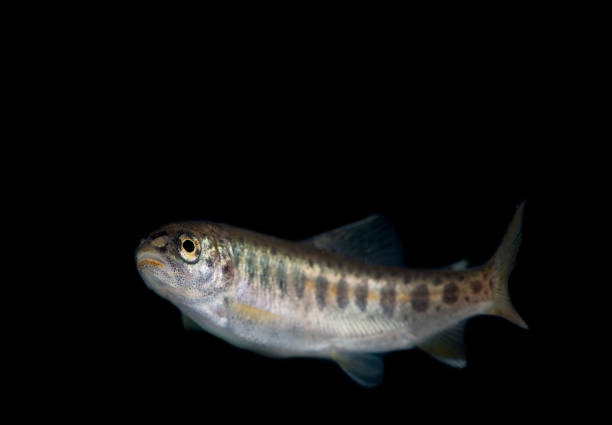 Swimming in the dark Trout as a invasive species trout lake stock pictures, royalty-free photos & images