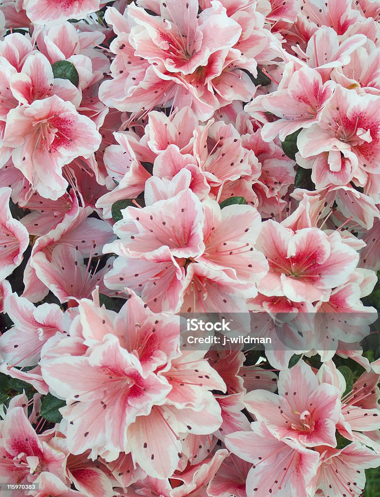 Azalea background part of blossoming azalea plant (pink flowers) Agreement Stock Photo