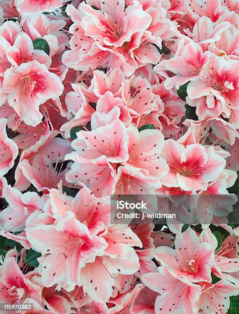 Azalea Background Stock Photo - Download Image Now - Agreement, Azalea, Backgrounds