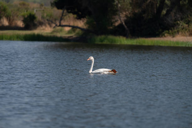 białe łabędzie nad jeziorem - swan white grass park zdjęcia i obrazy z banku zdjęć