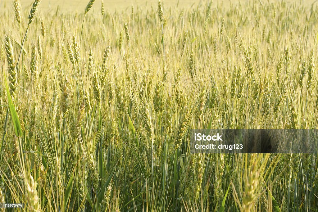 Champ de blé vert - Photo de Agriculture libre de droits