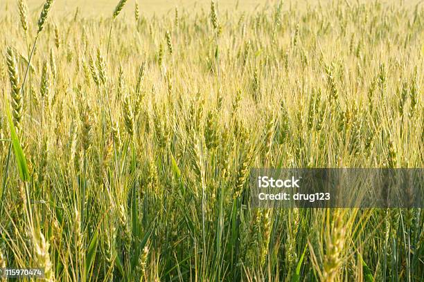 Photo libre de droit de Champ De Blé Vert banque d'images et plus d'images libres de droit de Agriculture - Agriculture, Blé, Champ