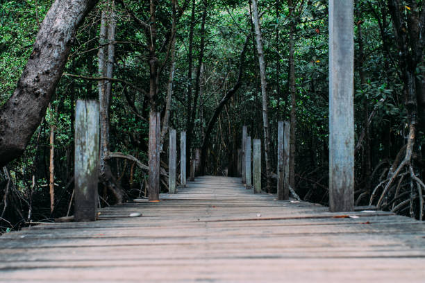 istock Wooden path way among the Mangrove forest, Thailand 1159704963