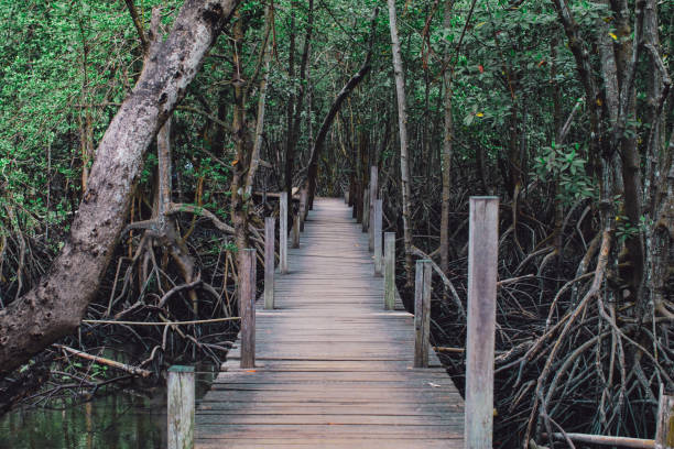 istock Wooden path way among the Mangrove forest, Thailand 1159704978