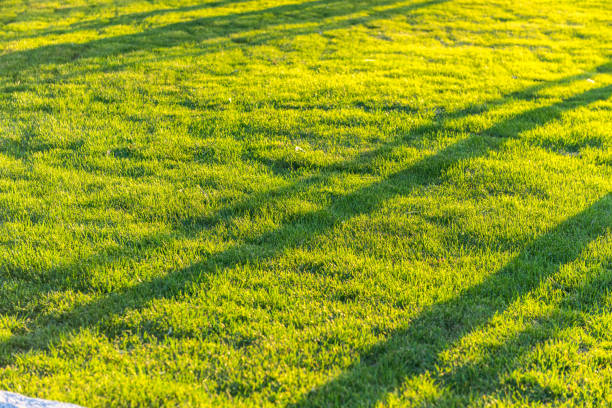 The silhouette of the grass in the shadow of a sunny afternoon, in the garden of a farm house in the eastern Andean mountains of central Colombia near the town of Villa de Leyva.