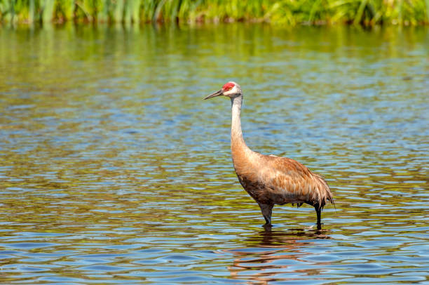 istock sandhill crane walking in wetland 1159705968