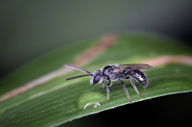 istock Male Lasioglossum imbrex 1159706140