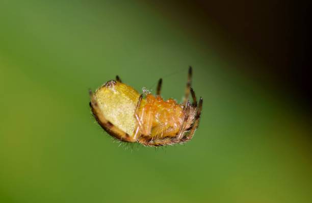 istock Small Orb Weaver spider with a green background. 1159707339