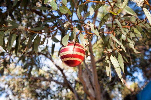 Outback Christmas Scene Australia Red and gold Christmas bauble hanging in a gum tree in Australia australian culture photos stock pictures, royalty-free photos & images