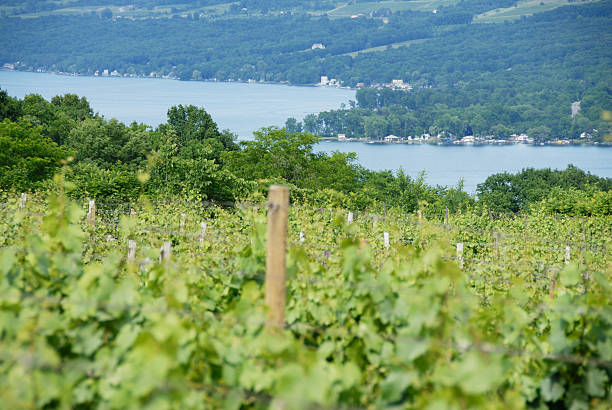 A vineyard on a hill overlooking beautiful Lake Keuka, Finger Lakes, New York.