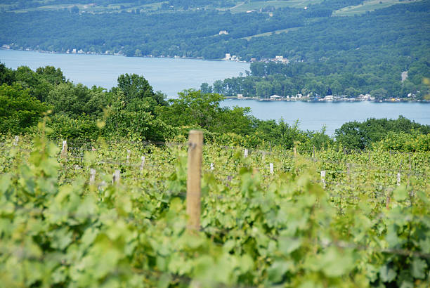 A vineyard overlooking a lake and a small town A vineyard on a hill overlooking beautiful Lake Keuka, Finger Lakes, New York. finger lakes stock pictures, royalty-free photos & images