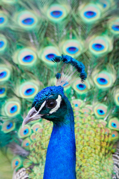 istock beautiful blue peacock with an open colorful tail 1159709049