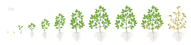 Growth stages of Soybean plant with roots. Soya bean phases set ripening period. Glycine max life cycle, animation progression. Growth stages of Soybean plant with roots. Soya bean phases set ripening period. Glycine max life cycle, growing animation progression. plant root growth cultivated stock illustrations