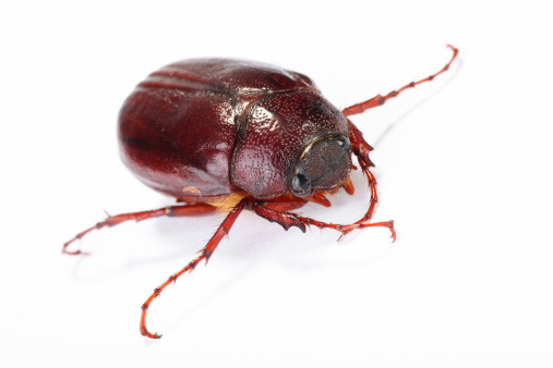 close up of june bug isolated on white, large uncropped 8MP file
