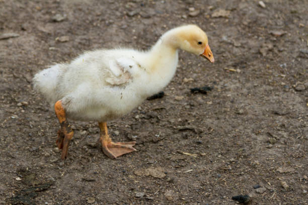 young goslings in the village yard of Russia