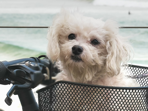 close up of a maltese terrier in a bicycle basket at kirra on the gold coast of queensland, australia