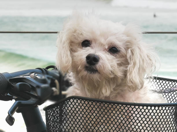 maltese terrier in a bicycle basket at kirra close up of a maltese terrier in a bicycle basket at kirra on the gold coast of queensland, australia bicycle basket stock pictures, royalty-free photos & images