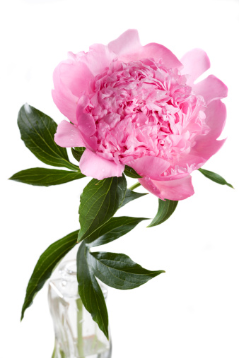 Studio shot on white background. Double-flowered peony where all or most of the stamens transformed into petals. This bomb peony blooms in early summer. One of the most popular of all peonies. Its stems are bad for garden use, but it is most effective when cut.