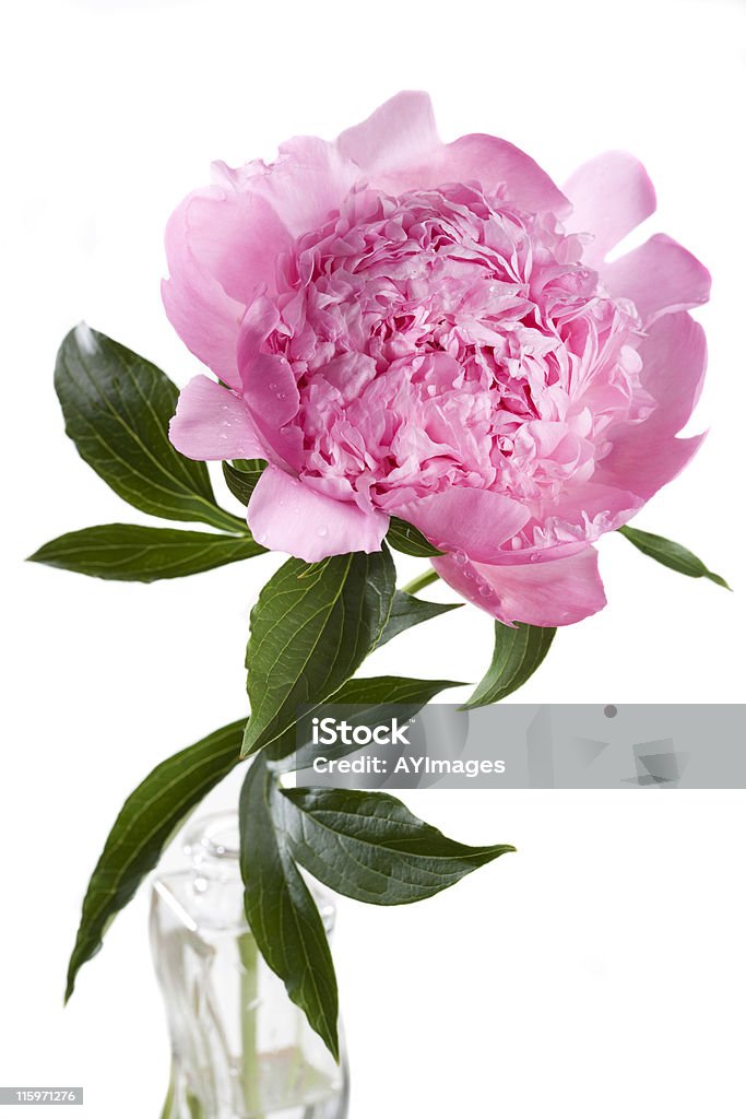 Pink peony  'Mons. Jules Elie'  (Paeonia lactiflora) Studio shot on white background. Double-flowered peony where all or most of the stamens transformed into petals. This bomb peony blooms in early summer. One of the most popular of all peonies. Its stems are bad for garden use, but it is most effective when cut. Peony Stock Photo