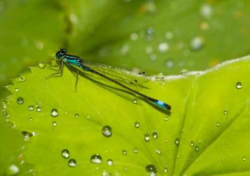 Blue dragonfly on leave with water drops close-up