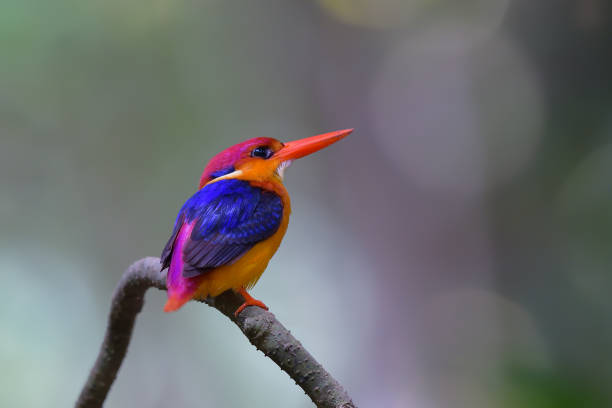 istock Colourful Kingfisher's in Tropical forest 1159713891