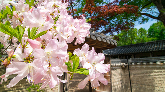 Spring season in Secret garden of Changdeokgung Palace