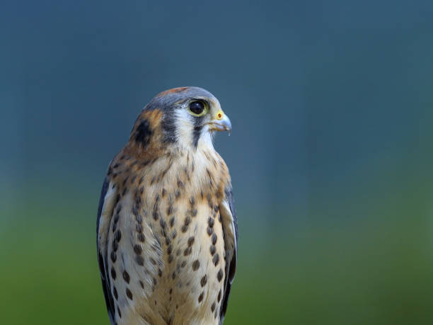 high definition american kestrel aus nächster nähe - kestrel hawk beak falcon stock-fotos und bilder