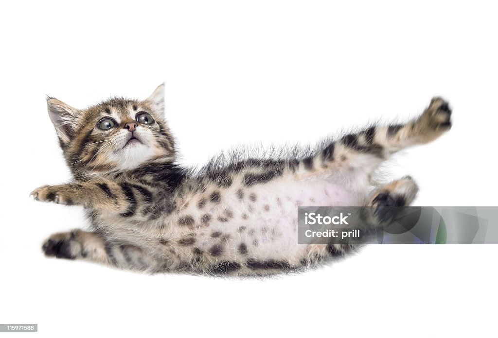 falling kitten Studio photography of a falling down kitten isolated on white Domestic Cat Stock Photo