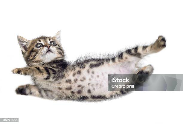 Falling Kitten Stock Photo - Download Image Now - Domestic Cat, Falling, Flying