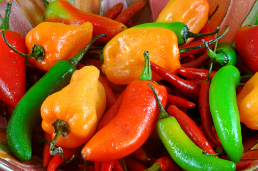 Capsicum Annuum Peppers, Chili Peppers Plant against white background, some still blooming. Decorative pepperoni