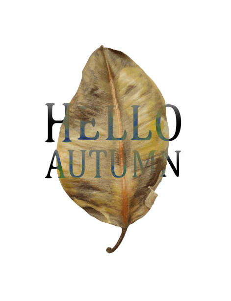 hallo, herbstbanner - 11084 stock-grafiken, -clipart, -cartoons und -symbole