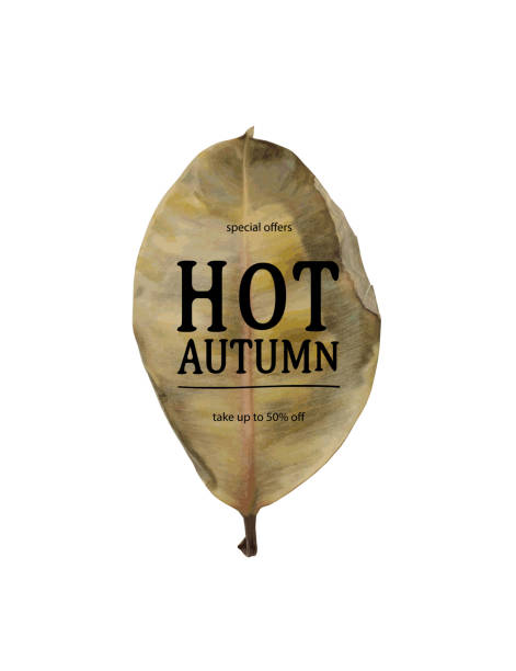 illustrazioni stock, clip art, cartoni animati e icone di tendenza di striscione di vendita autunno caldo - 11088