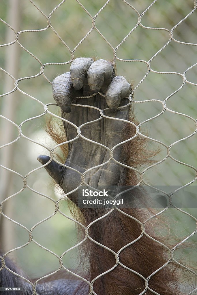 Orang-outan main - Photo de Animaux en captivité libre de droits