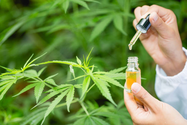 Handle glass bottle containing hemp oil. Hold a bottle of hemp oil in a glass bottle, a natural herbal dropper tube, medical marijuana concepts to treat diseases. There is space for entering text. manipule la botella de vidrio que contiene aceite de cáñamo. sostenga una botella de aceite de cáñamo en una botella de vidrio, un tubo cuentagotas de hierbas natural, conceptos de marihuana medicinal para tratar enfermedades. hay espacio para introduc