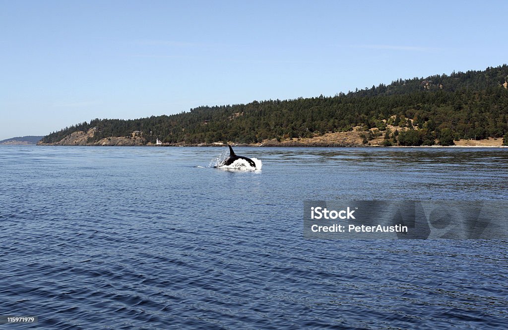 Jumping Orca Whale in the wild  Whale Stock Photo