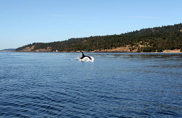 Jumping Orca Whale in the wild stock photo