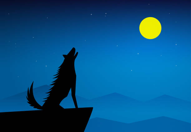 istock Wolf howling on top of mountain at full moon night 1159720294