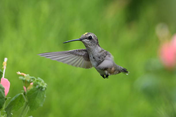 istock Black-chinned Hummingbird 1159721829