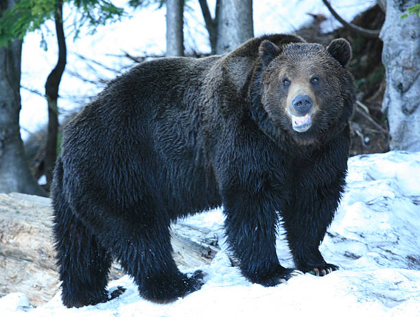 istock Grizzly Bear In The Snow 115972327