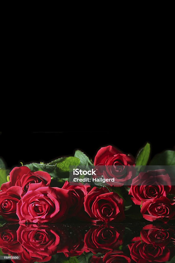 Rosa rossa - Foto stock royalty-free di Allegro